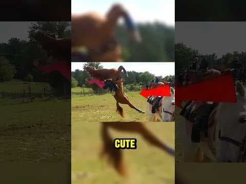 Animals that look cute but can kill you😱 #funfacts #animals