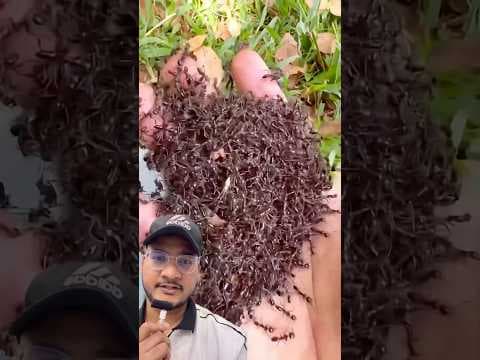 SMALL ANIMALS 🐍 #Catsoftiktok​#CatLovers​ #cat​ #cute​ #FunnyCats​#catcartoon​#fyp​#shorts