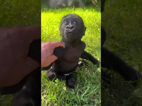 This Cute Animal Grows Into a Monster 😡 AnimalTransformation #CuteToDangerous #BabyAnimals