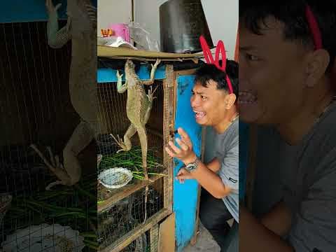 the door iguana🦄#funny #subscribe #comedy #trendingshorts #viralshorts #foryoupage #cuteanimals